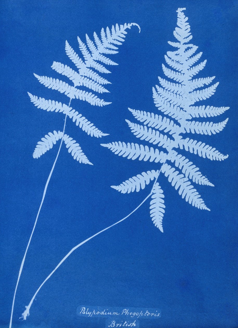 A Polypodium phegopteris cianotípusa alkotó: Unbekannt Unbekannt