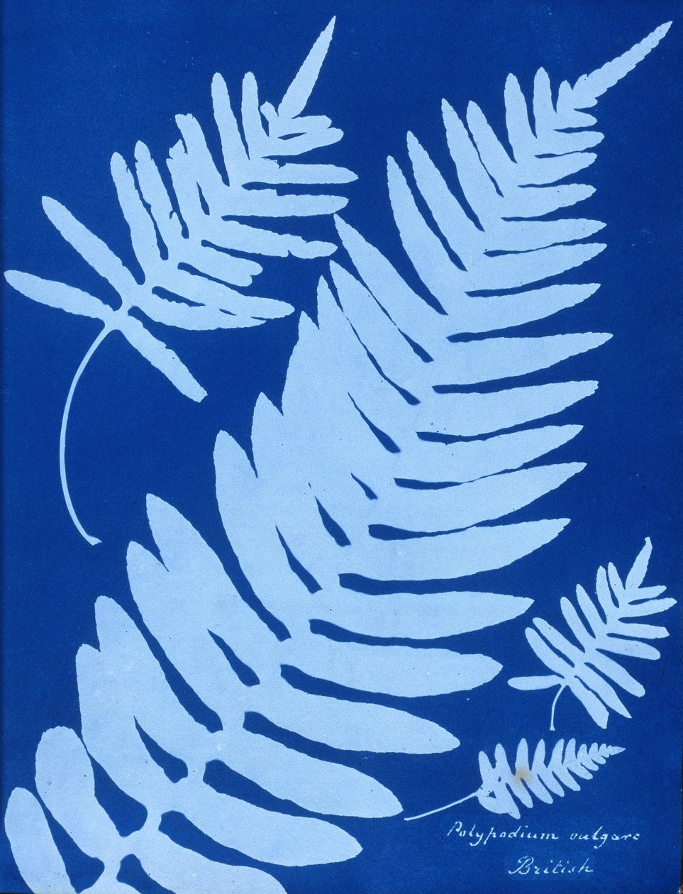 A Polypodium vulgare cianotípusa alkotó: Unbekannt Unbekannt