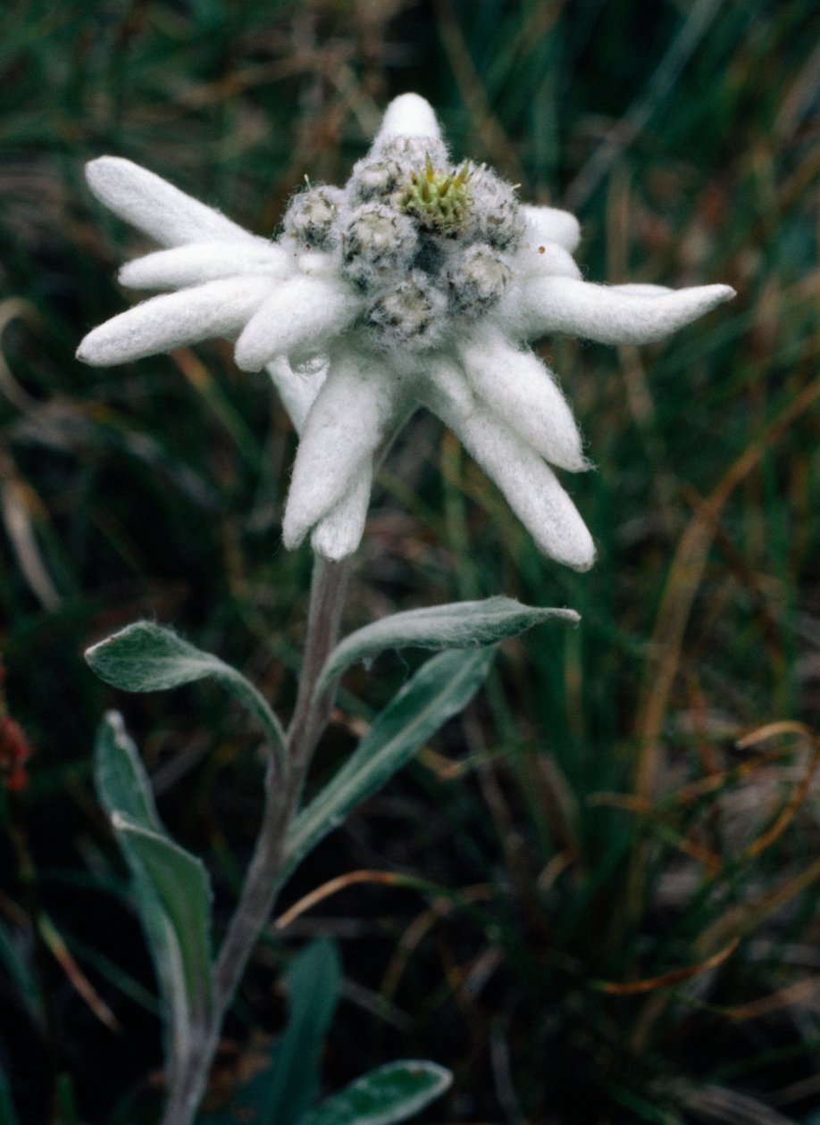 Edelweiss (fotó) alkotó: Unbekannt Unbekannt
