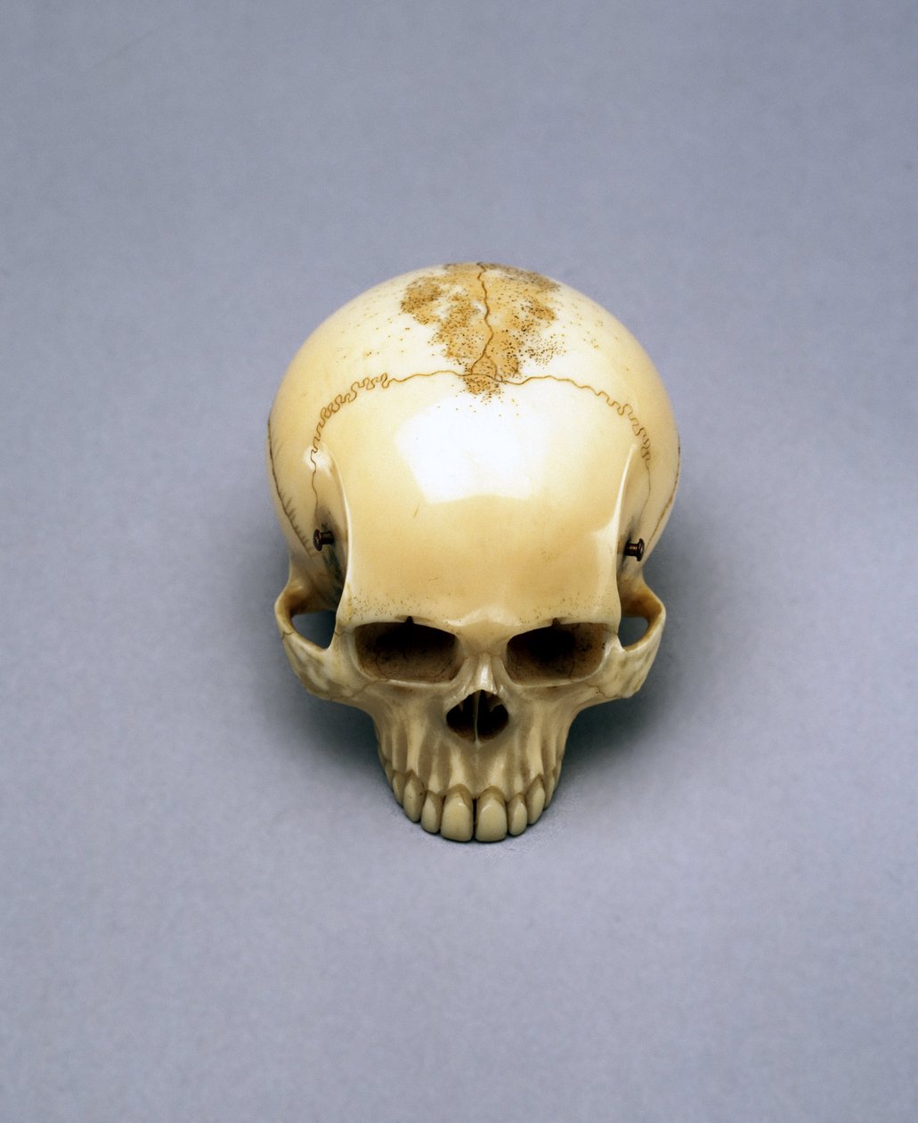 Koponyamodell, valószínűleg netsuke, japán alkotó: Unbekannt Unbekannt