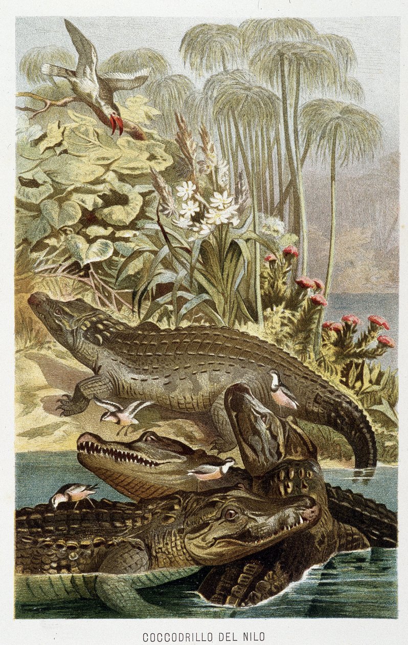 Nílusi krokodilok (crocodylus niloticus) – A.E. „Az állatok életében” Brehm, Torino alkotó: Unbekannt Unbekannt