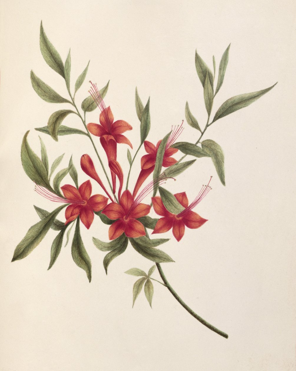 Fuschia alkotó: Lili Cartwright