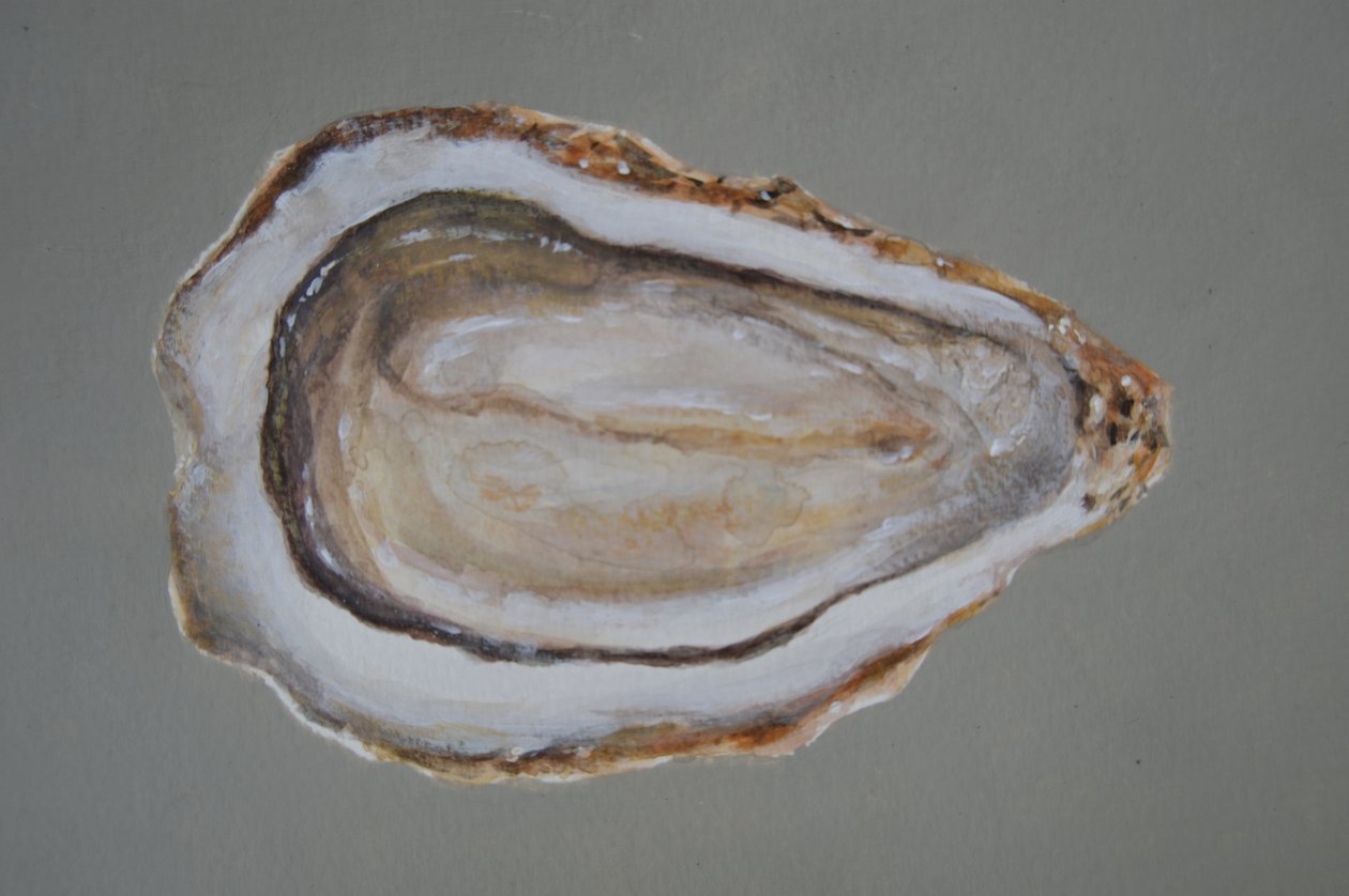 Breton Oyster 2 alkotó: Lincoln Seligman