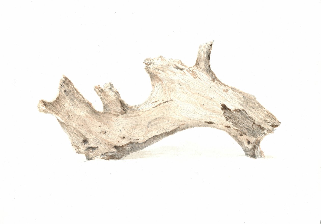 Driftwood, 2015 alkotó: Lincoln Seligman