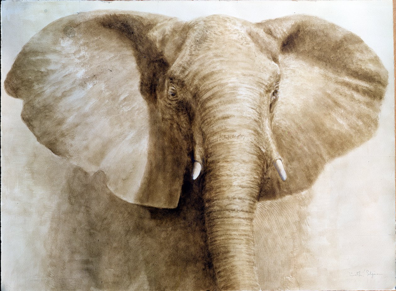 Elefánt, 2004 (akril, papír) alkotó: Lincoln Seligman