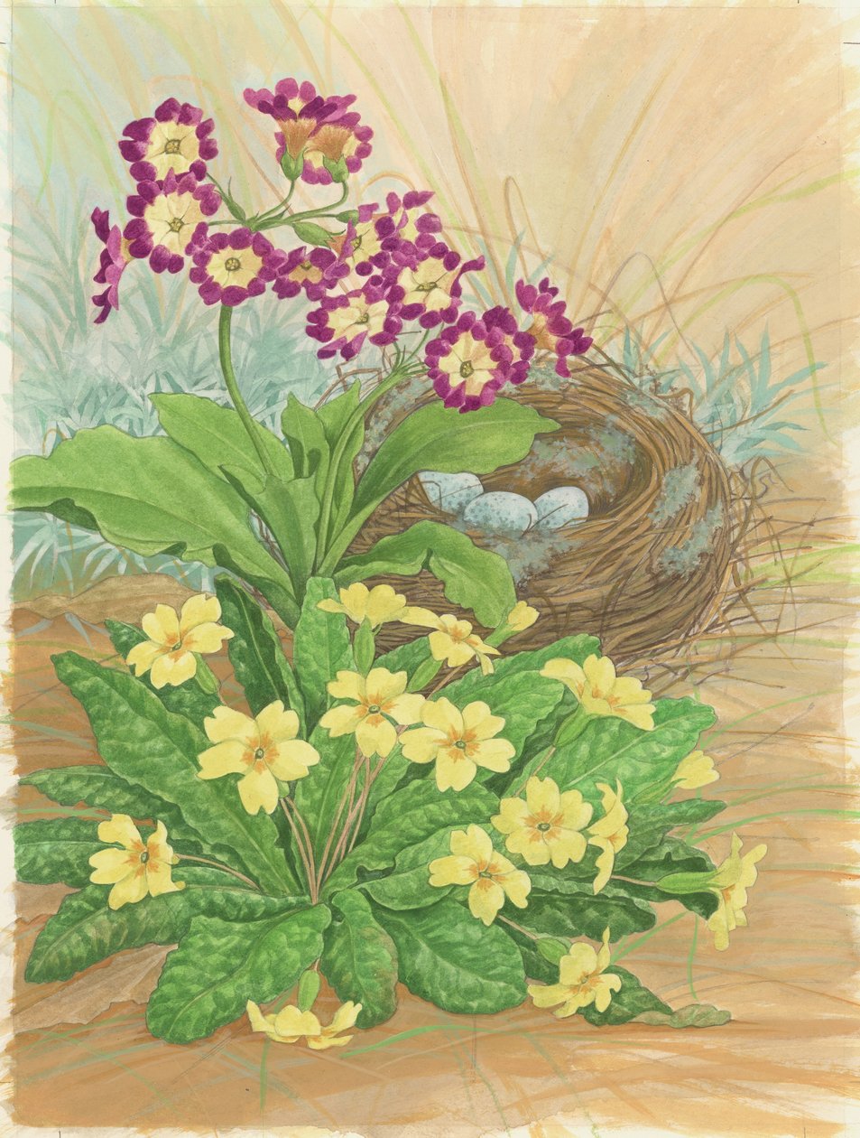 Auricula, Primrose and Nest, 1998 (wc papíron) alkotó: Linda Benton