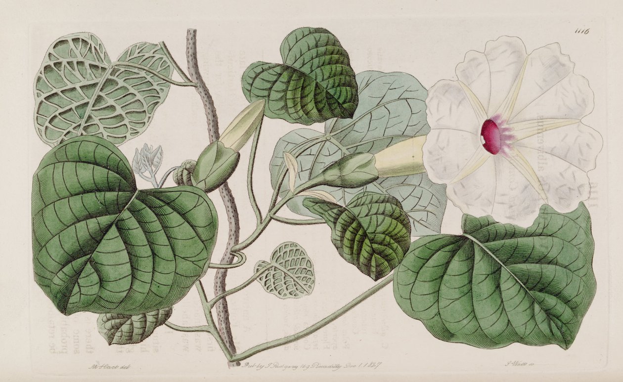 Ipomoea albivenia alkotó: John Lindley