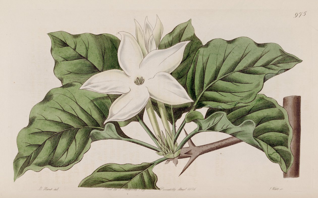 Gardenia a közelben alkotó: Lindley