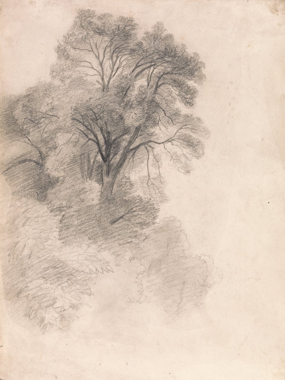 Kőrisfák tanulmányozása alkotó: Lionel Constable