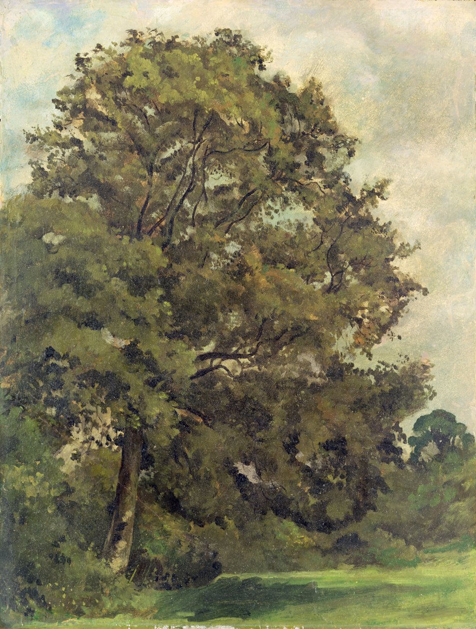 Tanulmány egy kőrisfáról, 1851 körül (olaj, papír a panelen) alkotó: Lionel Constable