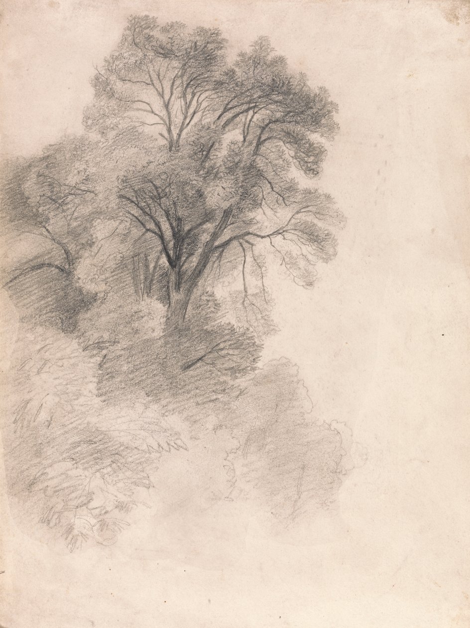 Kőrisfák tanulmányozása alkotó: Lionel Constable