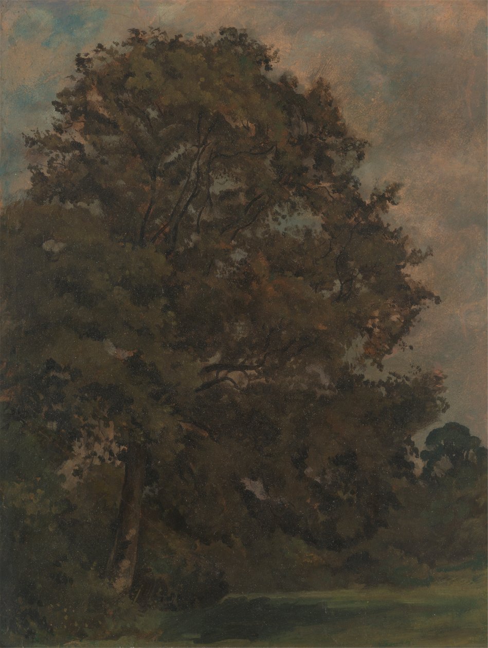 Egy kőrisfa tanulmányozása alkotó: Lionel Constable