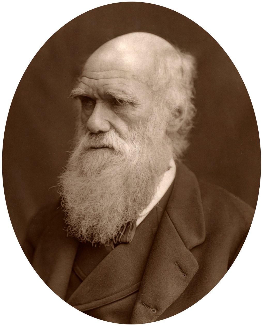 Charles Darwin, 1878. alkotó: Lock and Whitfield