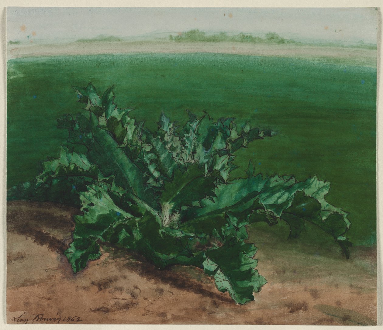 Tanulmány egy növényről, esetleg bogáncsról, 1862. alkotó: Léon Bonvin