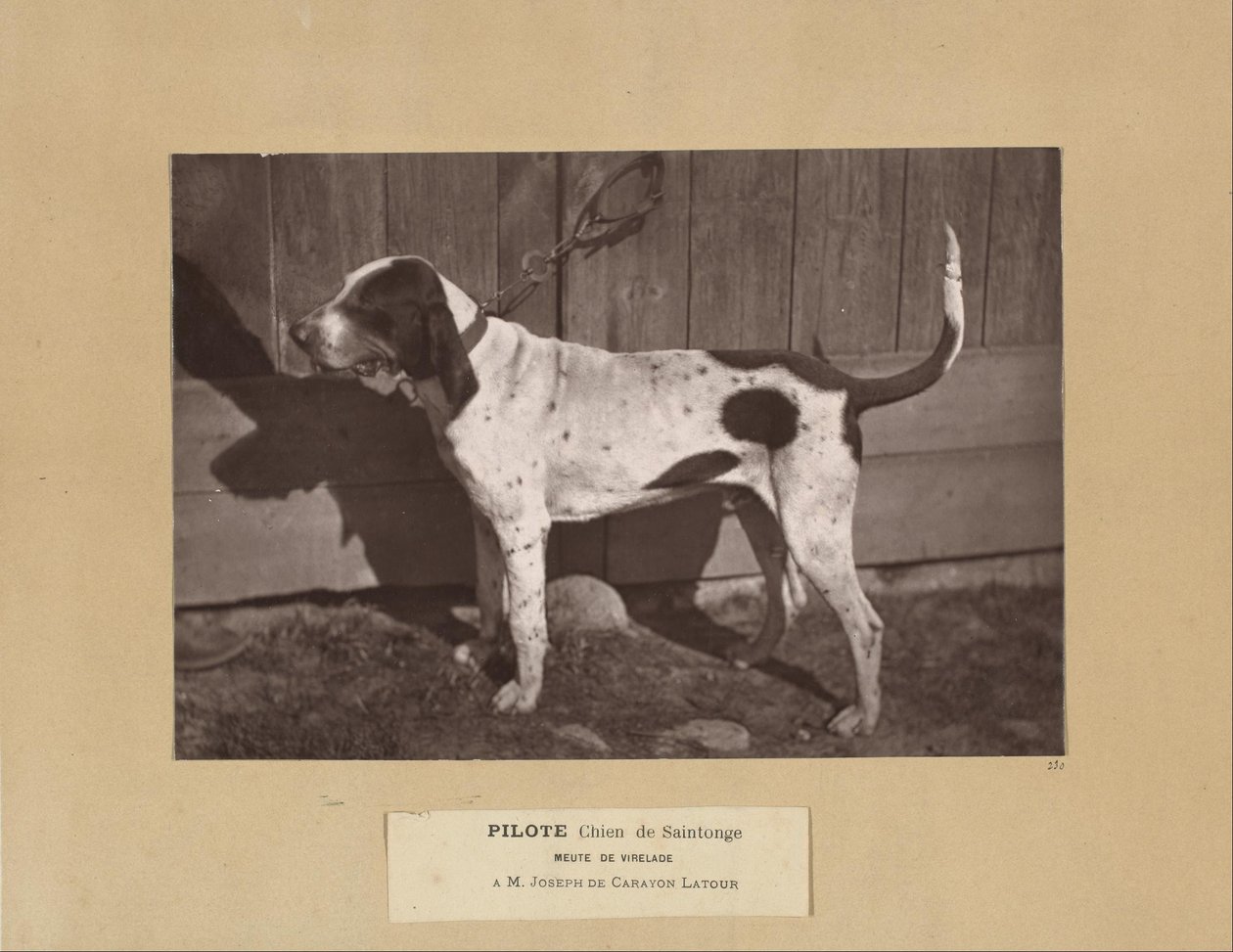 Pilote, Chien de Saintonge, Meute de Virelade, A.M. Joseph de Carayon Latour alkotó: Leon Cremiere