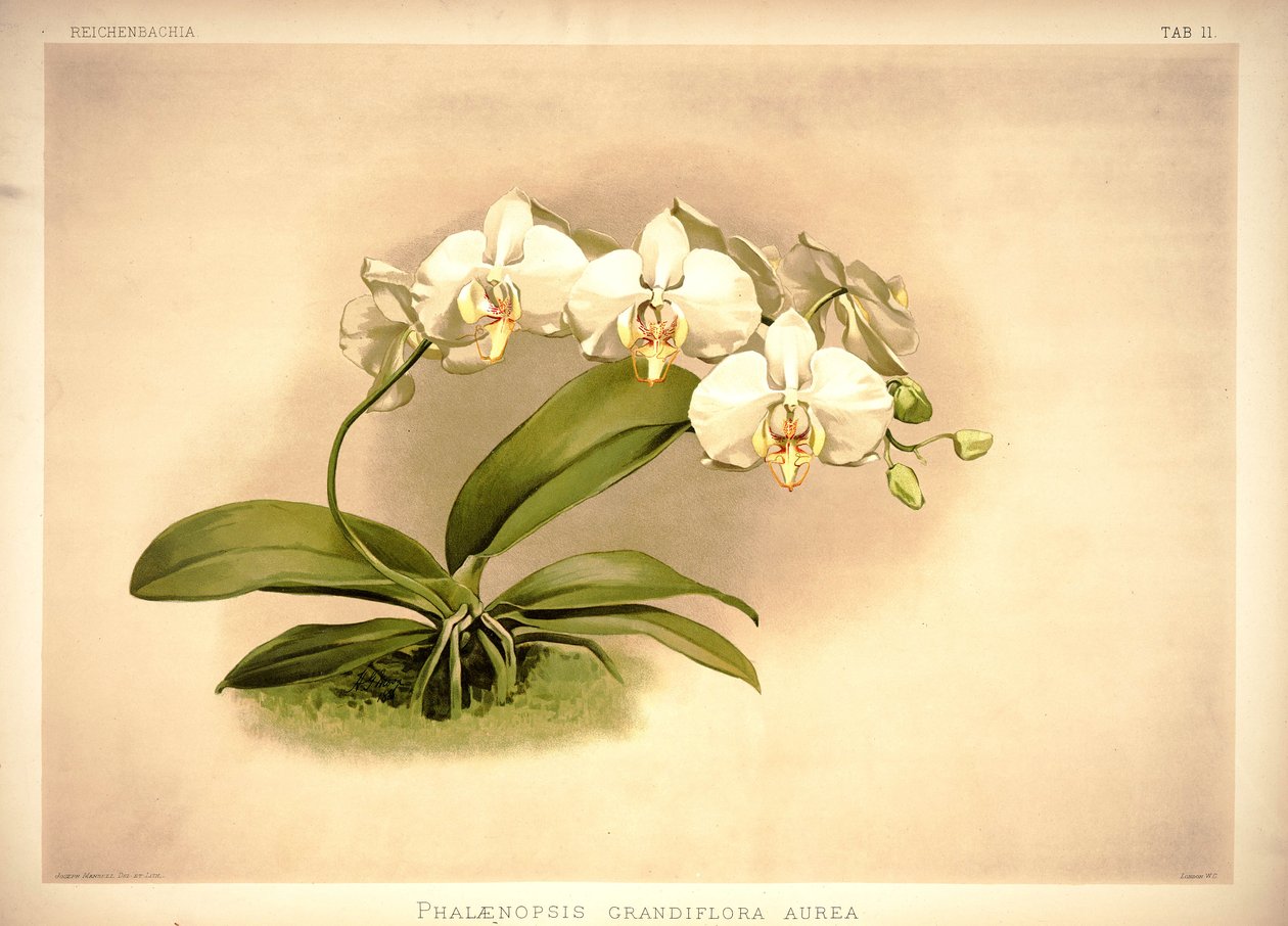 A Phalenopsis kellemes alkotó: London H. Sotheran and Co.
