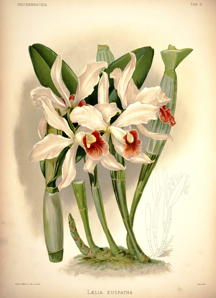 Cattleya × permetezett alkotó: London H. Sotheran and Co.
