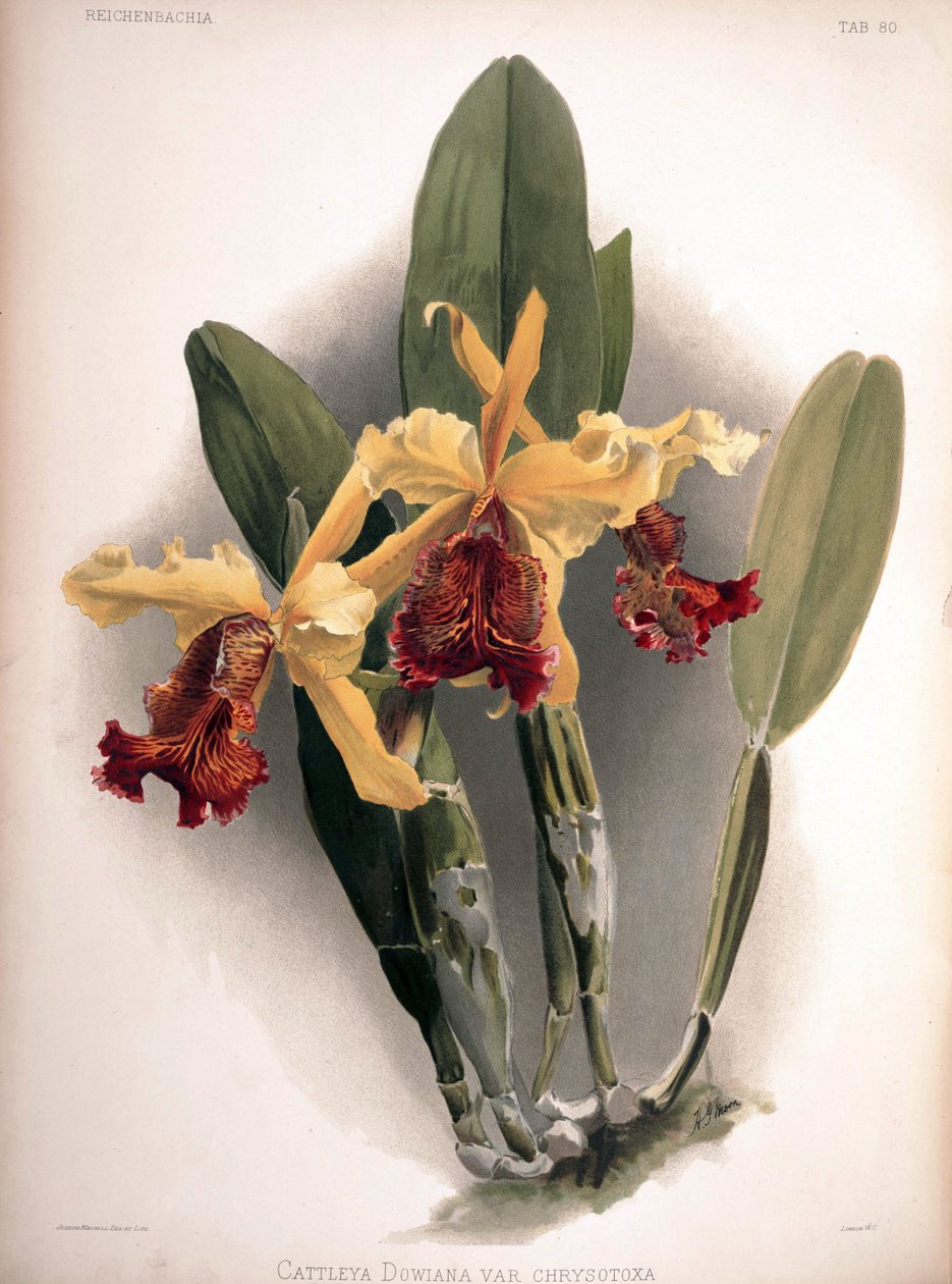 Cattleya dowiana var. aurea mint syn .: Cattleya dowiana var. chrysotoxa alkotó: London H. Sotheran and Co.