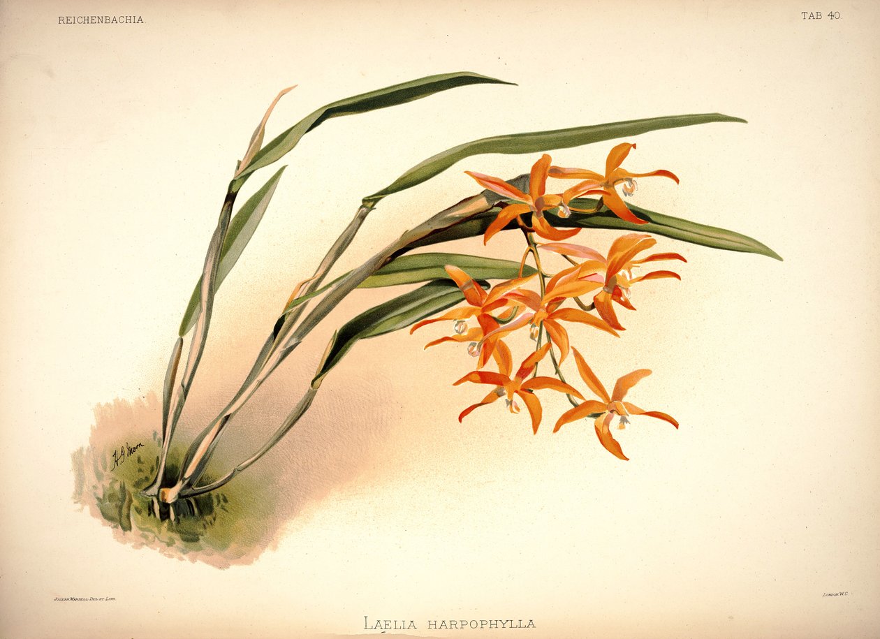 Cattleya harpophylla alkotó: London H. Sotheran and Co.