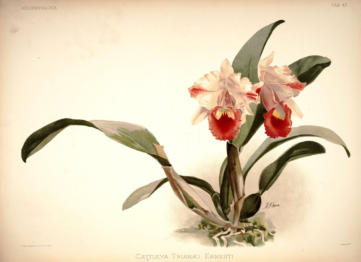 Cattleya trianae alkotó: London H. Sotheran and Co.