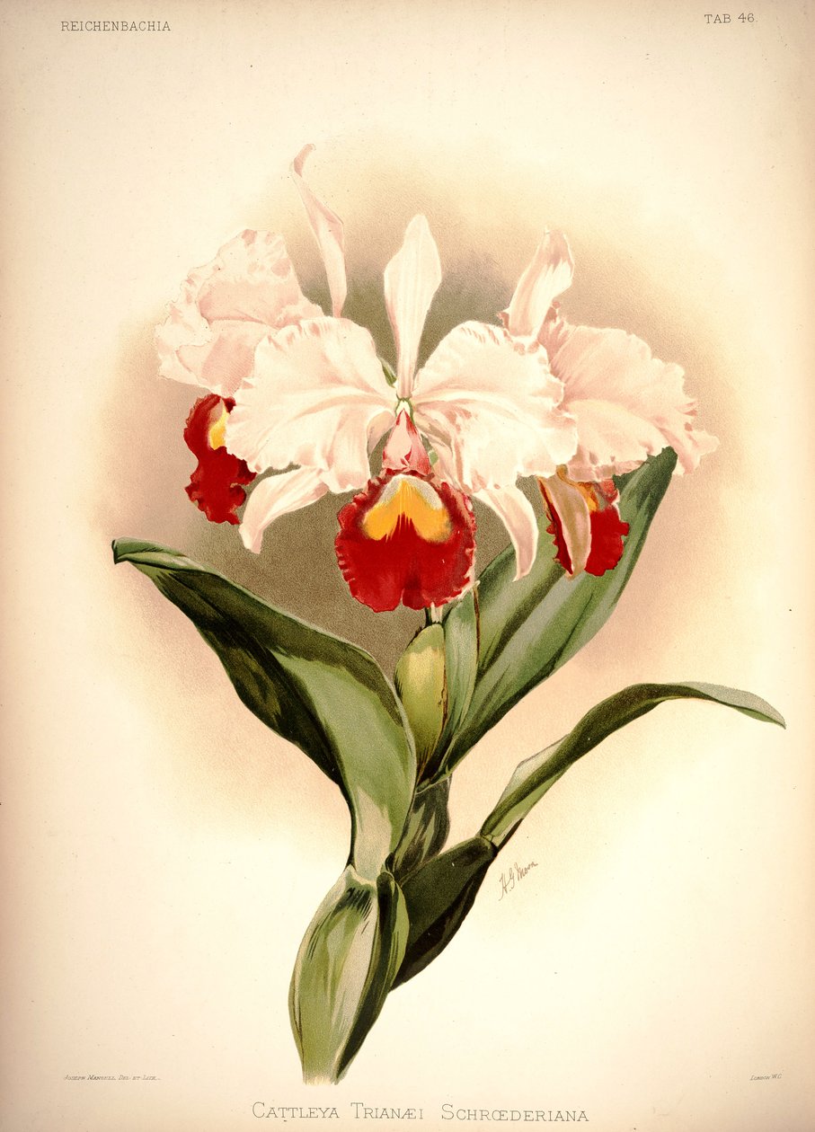 Cattleya trianae alkotó: London H. Sotheran and Co.