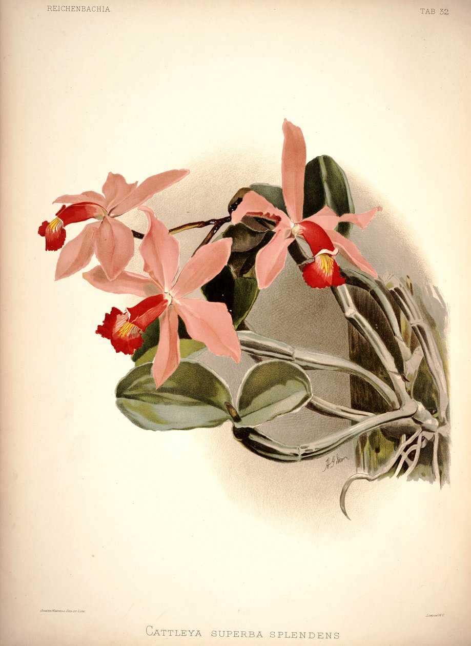 Cattleya violacea alkotó: London H. Sotheran and Co.