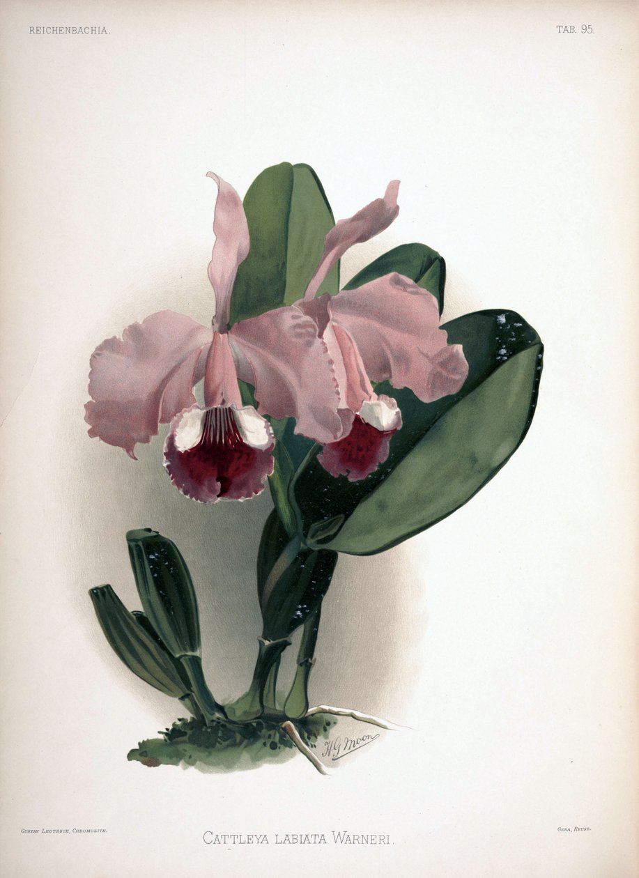 Cattleya Warneri mint syn.: Cattleya labiata var. warneri alkotó: London H. Sotheran and Co.