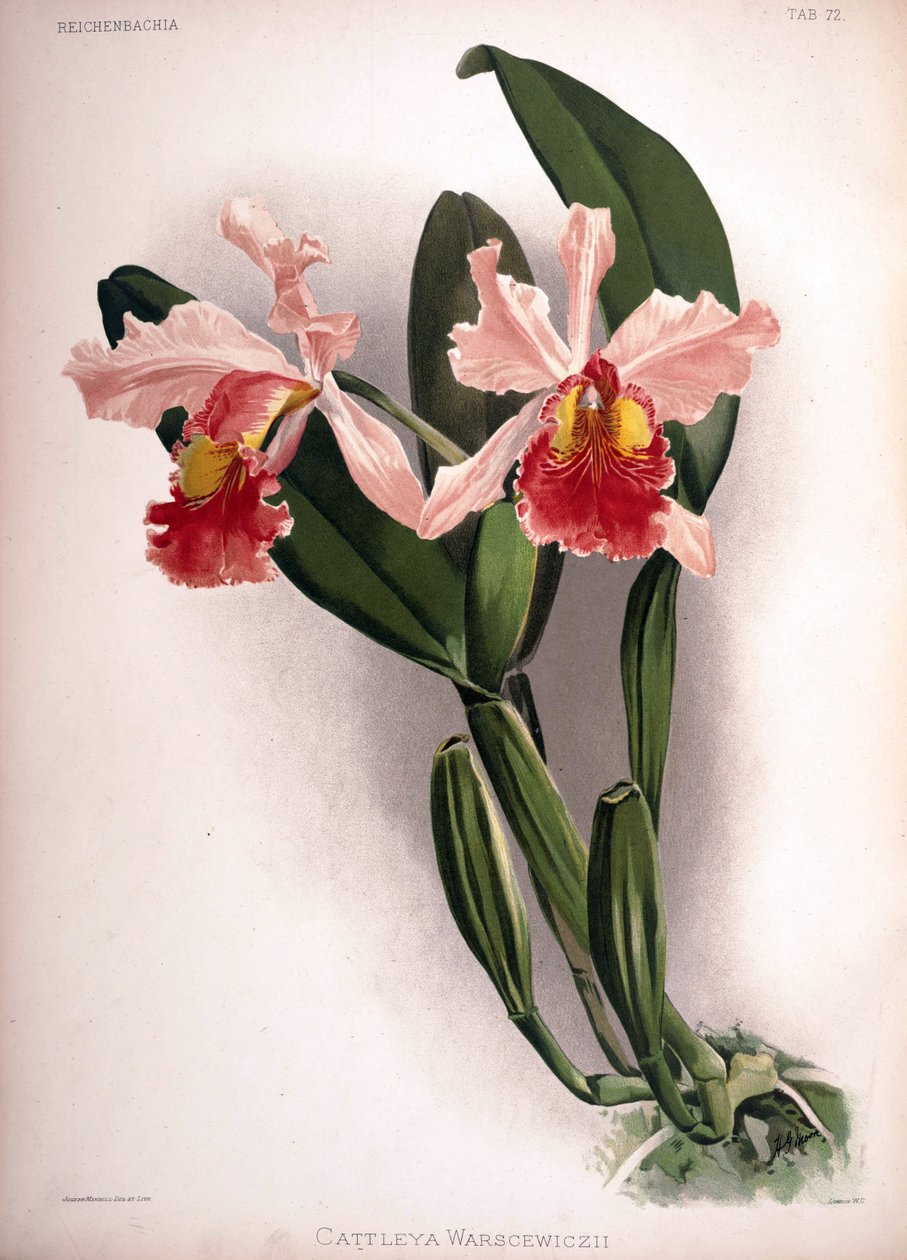 Cattleya warscewiczii alkotó: London H. Sotheran and Co.