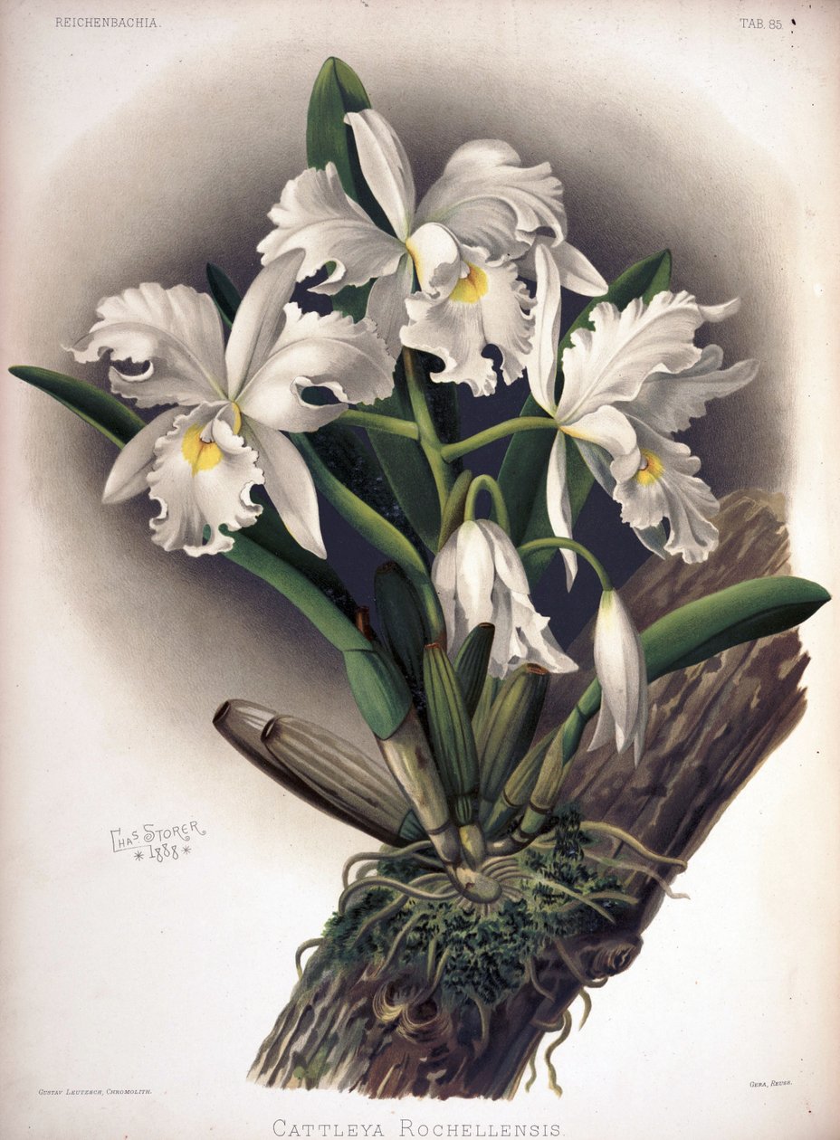 Cattleya warscewiczii as syn: Cattleya warscewiczii f. rochellensis alkotó: London H. Sotheran and Co.