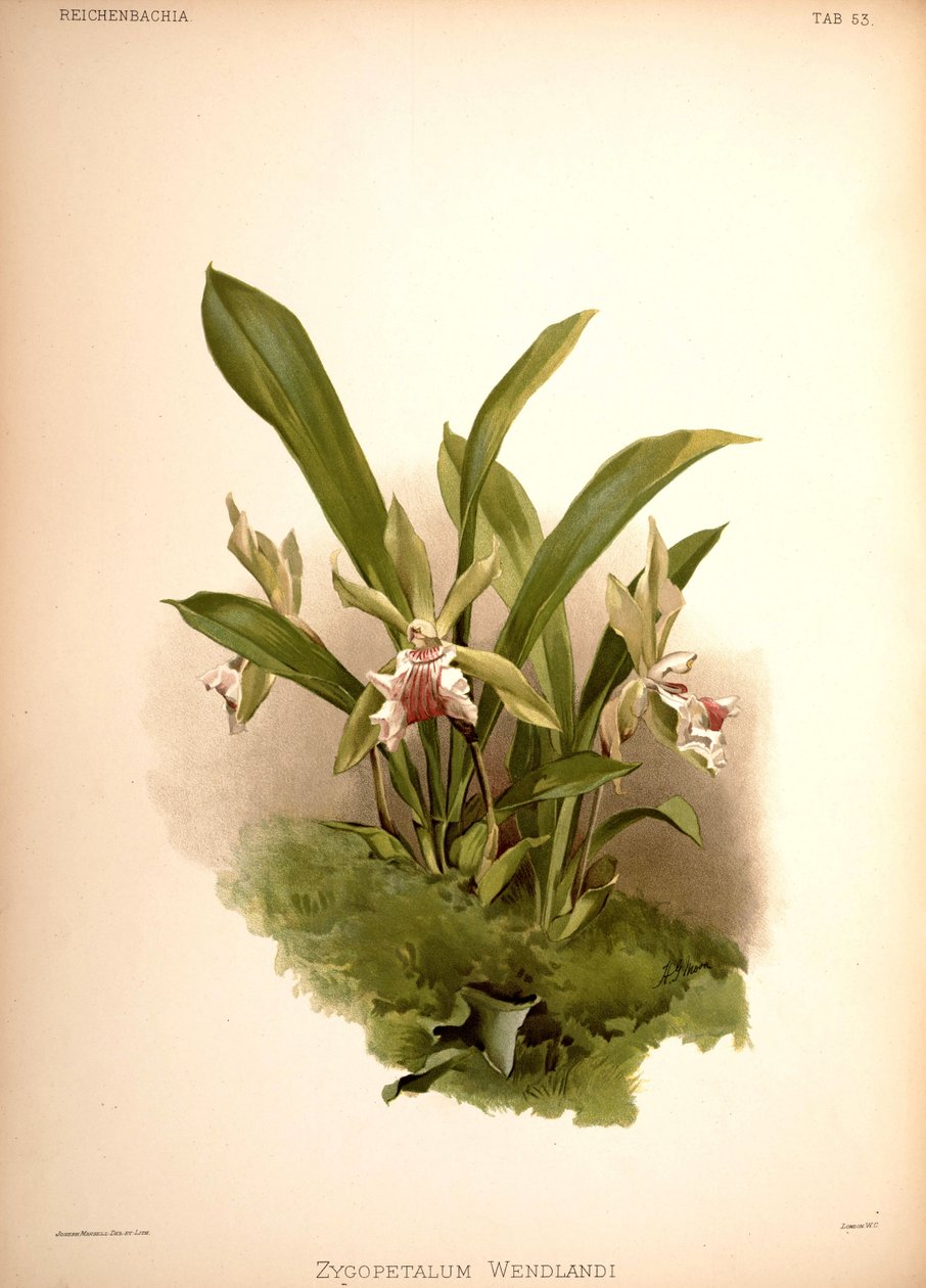Cochleanthes aromatica, szin .: Zygopetalum wendlandii alkotó: London H. Sotheran and Co.