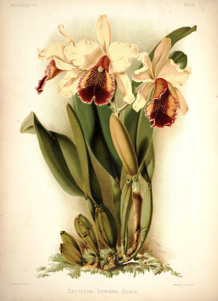 Dow Cattleya alkotó: London H. Sotheran and Co.
