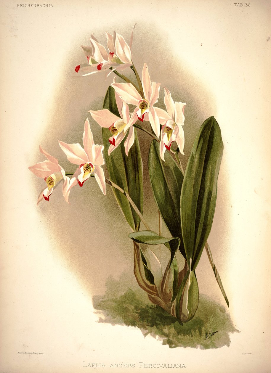 Laelia kételkedett alkotó: London H. Sotheran and Co.
