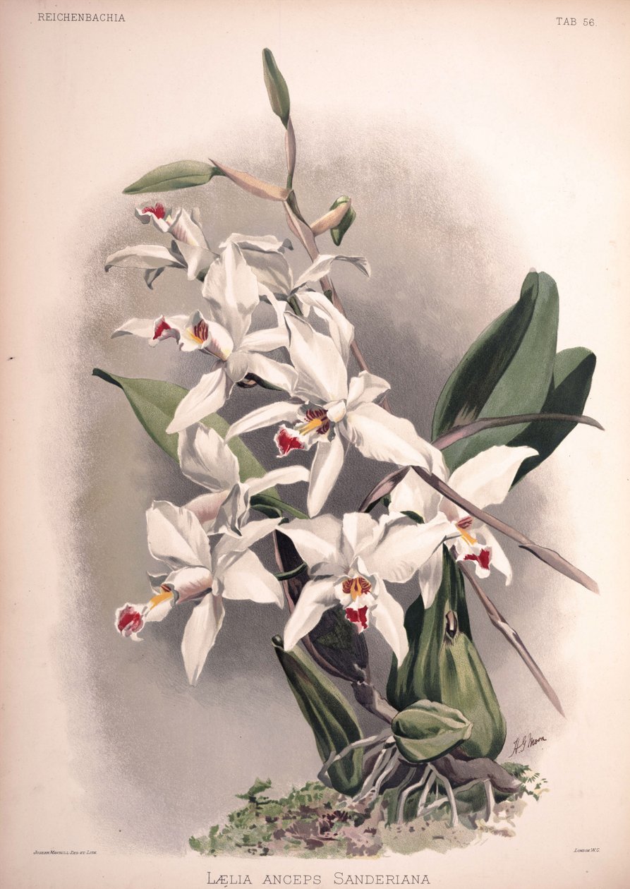 Laelia anceps, syn .: Laelia anceps var. sanderiana alkotó: London H. Sotheran and Co.