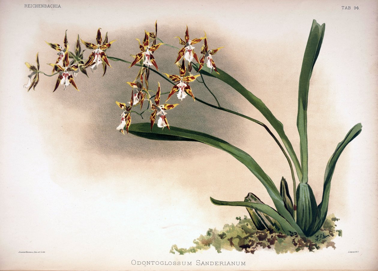 Odontoglossum constrictum mint syn .: Odontoglossum sanderianus alkotó: London H. Sotheran and Co.