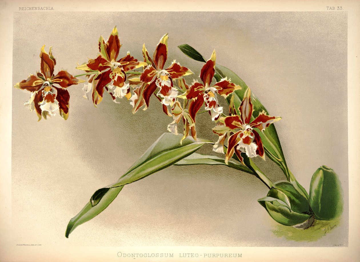 Odontoglossum luteopurpureum alkotó: London H. Sotheran and Co.