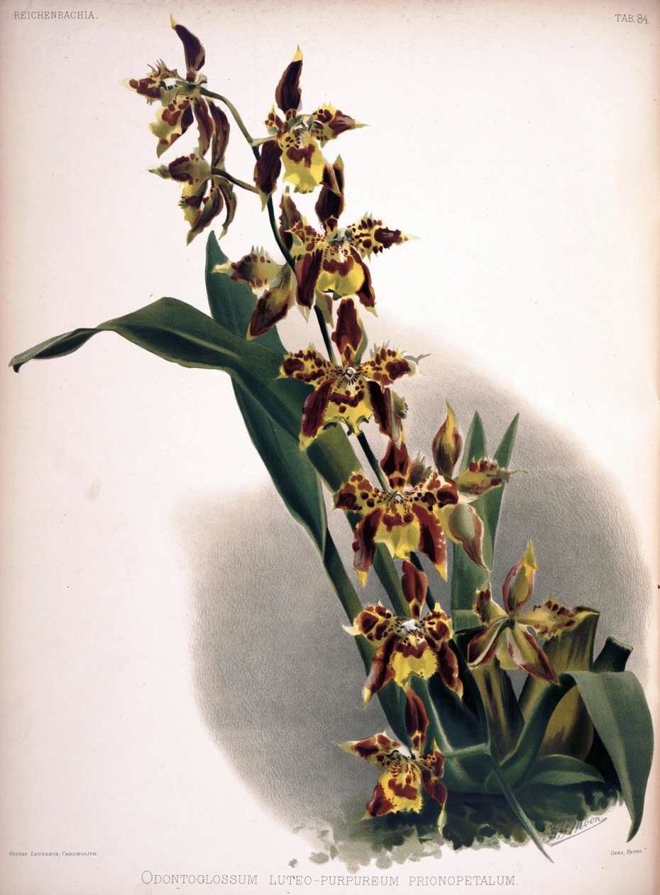 Odontoglossum luteopurpureum alkotó: London H. Sotheran and Co.