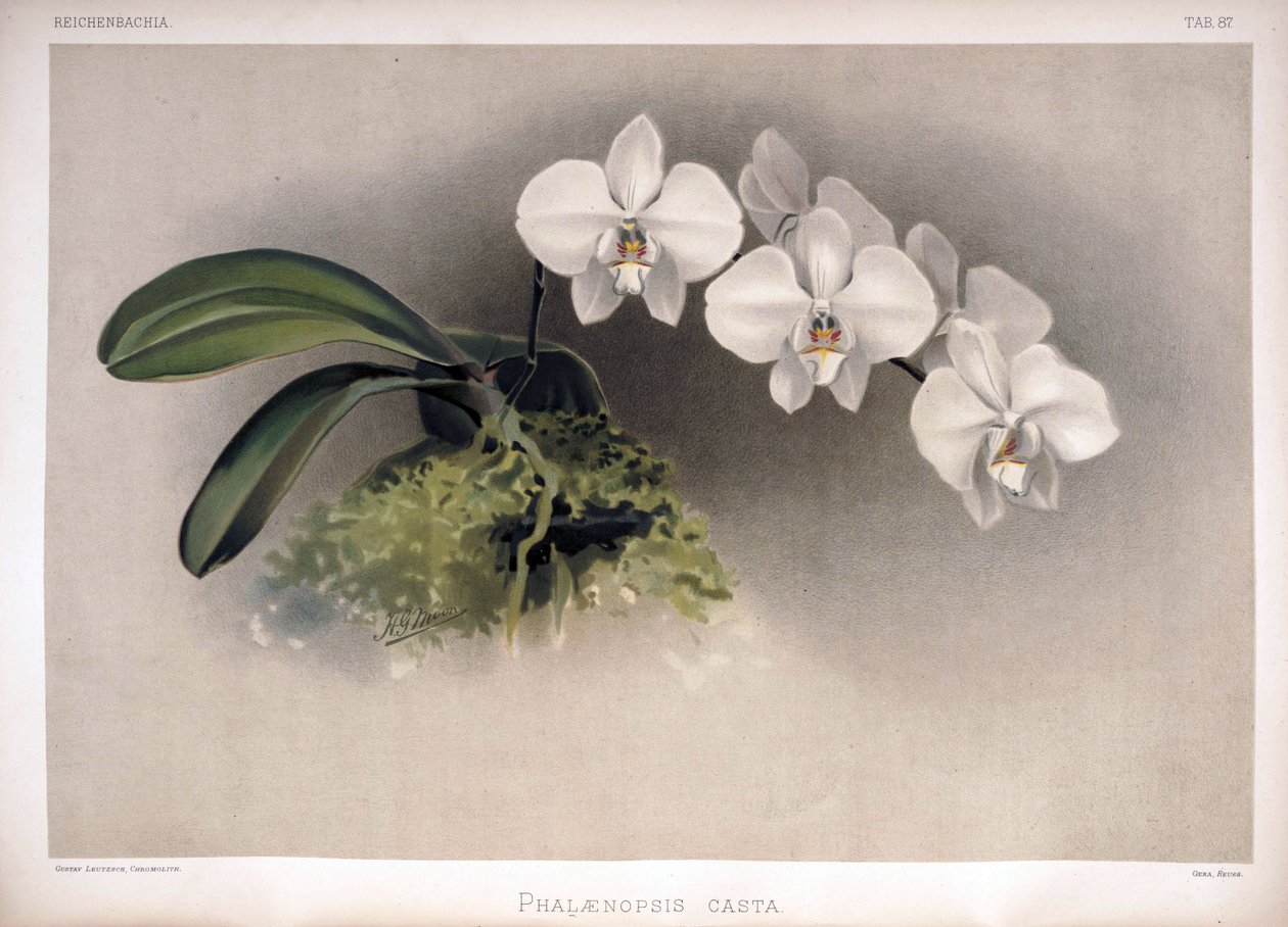 Phalaenopsis × leucorrhoda mint szin alkotó: London H. Sotheran and Co.
