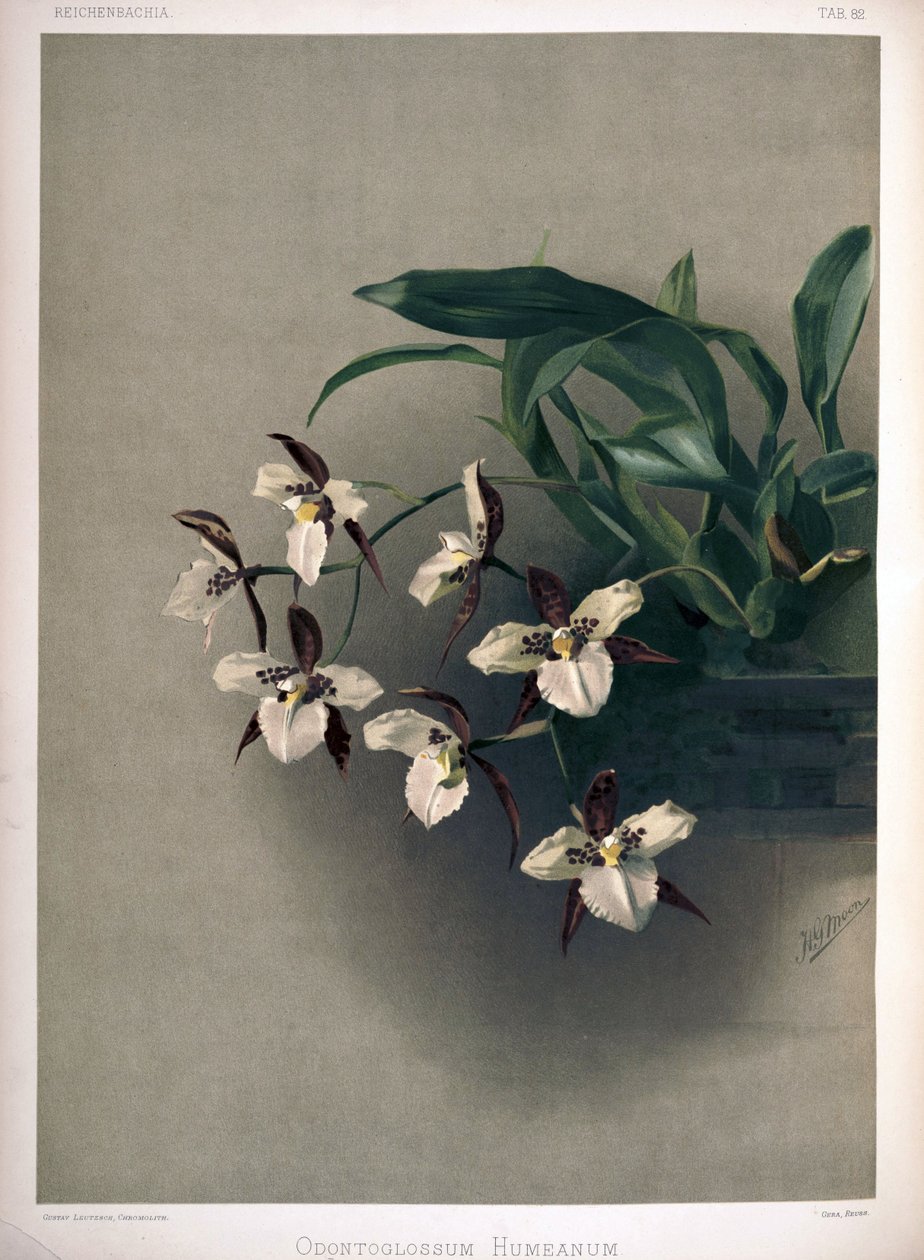 Rhynchostele × humeana mint syn: Odontoglossum × humeanum alkotó: London H. Sotheran and Co.