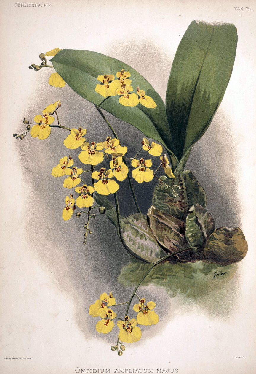 Rossioglossum szinkronban felerősítve: Oncidium ampliatum var. nagyobb alkotó: London H. Sotheran and Co.
