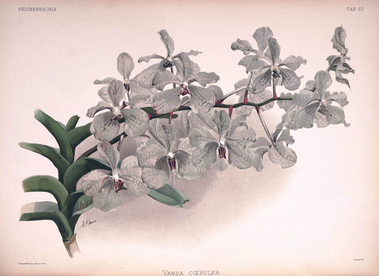 Vanda coerulea alkotó: London H. Sotheran and Co.