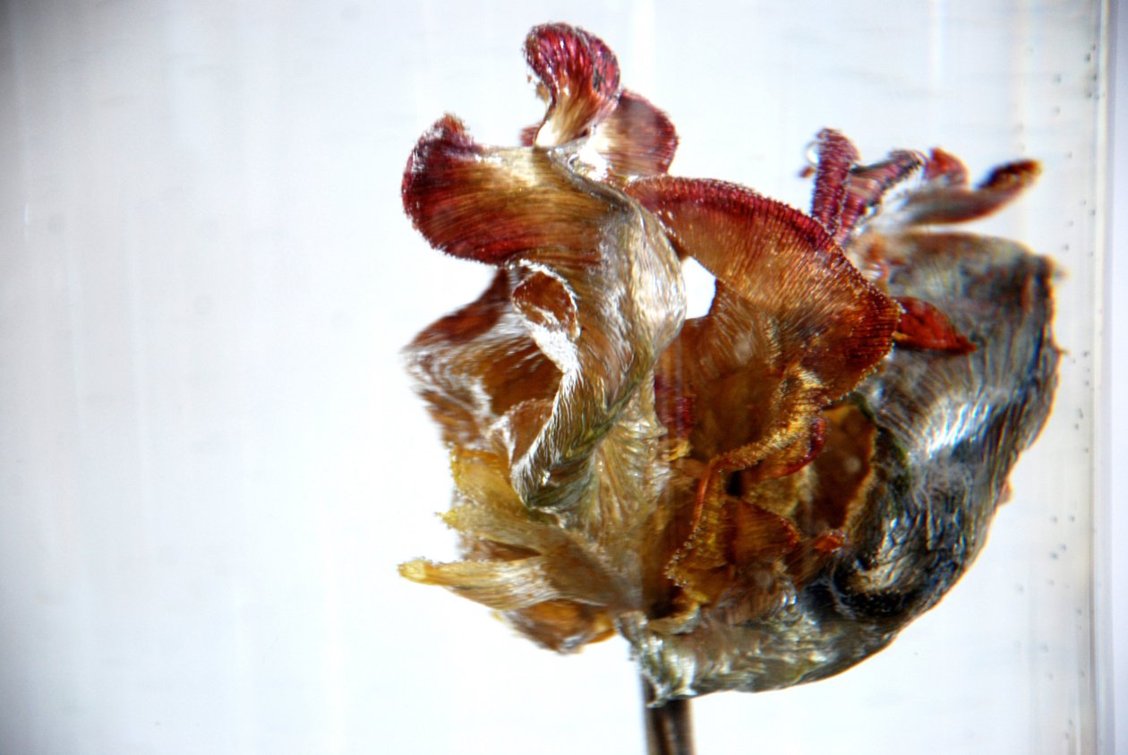 Vízi tulipán 4, 2013, fénykép alkotó: Lou Gibbs