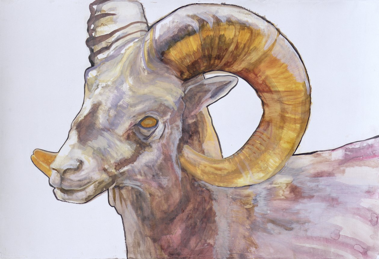 American Long Horn, 2004 (akvarell és akril gesszóra, papírra) alkotó: Lou Gibbs