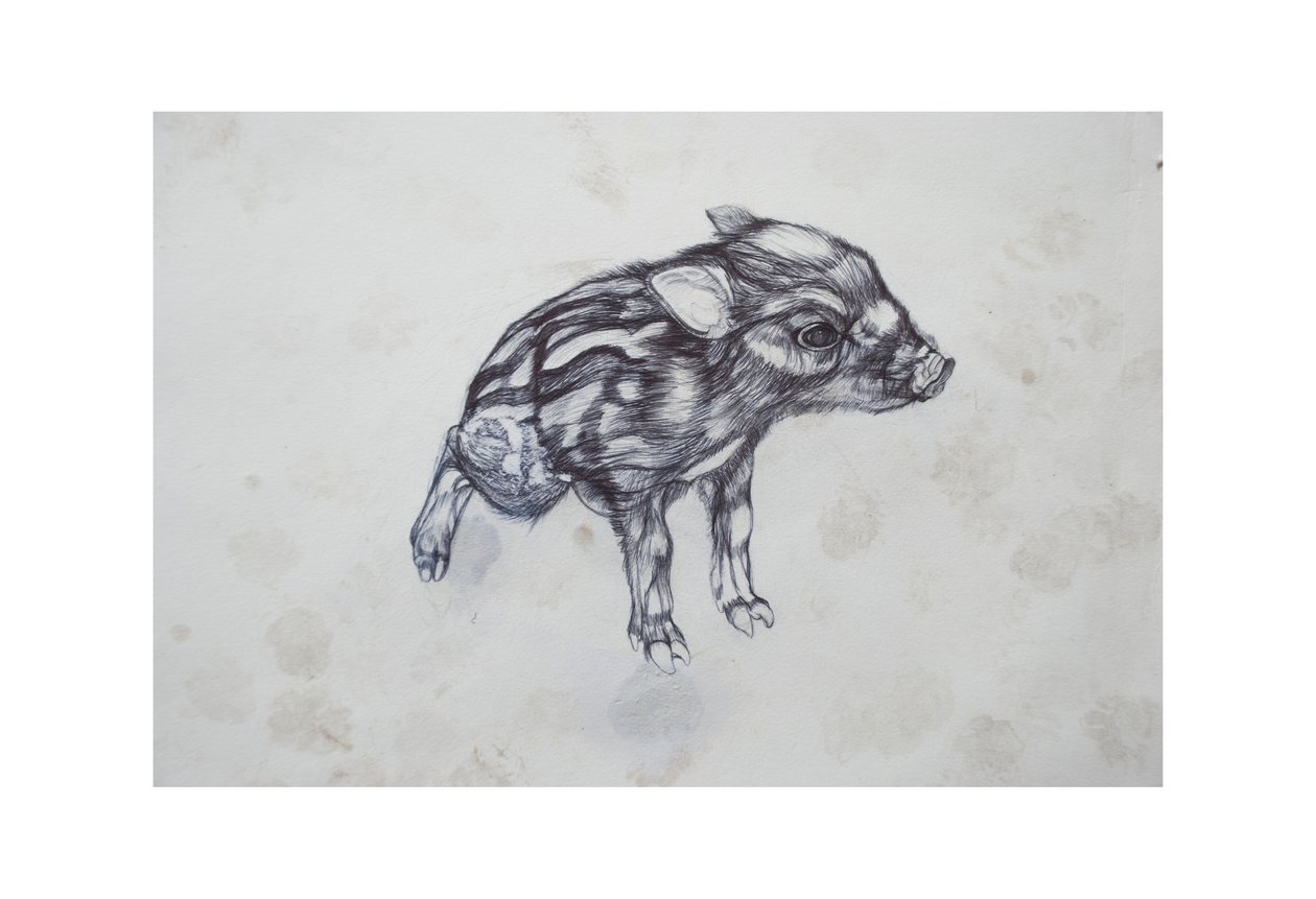 Kismalac, 2015, (bicó papíron) alkotó: Lou Gibbs