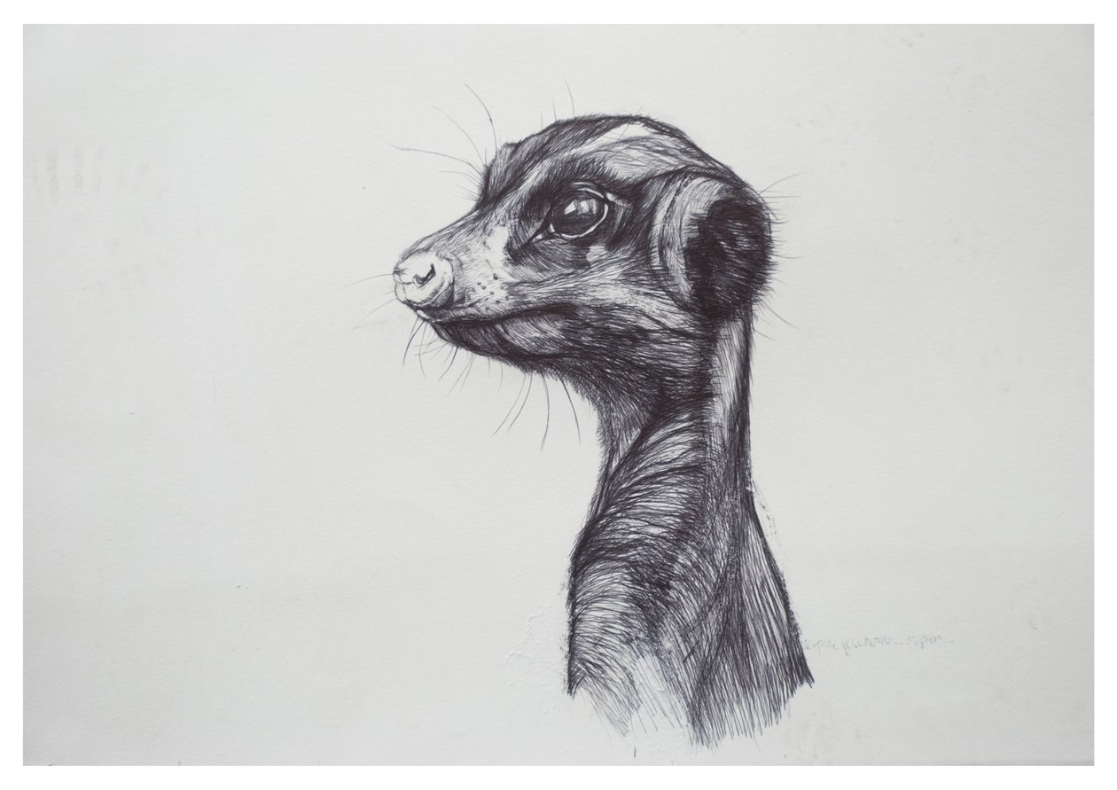 Meerkat, 2016, (papíron papíron) alkotó: Lou Gibbs