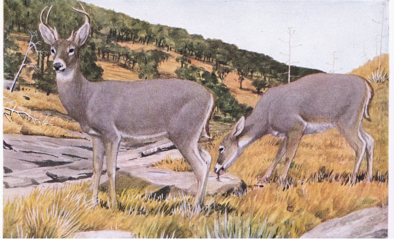 Arizona Whitetail kicsi és megfoghatatlan, nyáron rozsdabarna szőrzettel. alkotó: Louis Agassiz Fuertes
