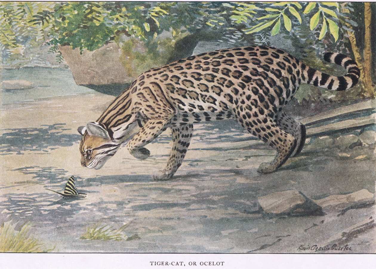 Bob Cat vagy Ocelot alkotó: Louis Agassiz Fuertes
