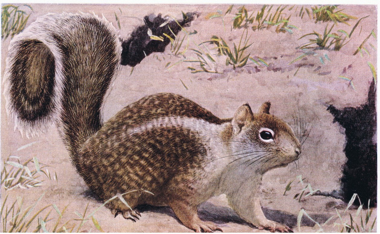 A California Ground Squirrel a föld alatt él, és kiváló ásó alkotó: Louis Agassiz Fuertes