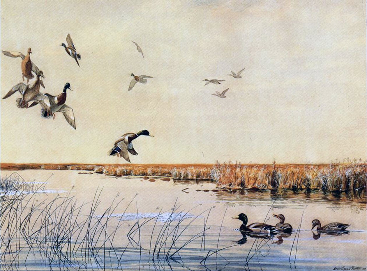 Kacsák partraszállása, 1919 alkotó: Louis Agassiz Fuertes