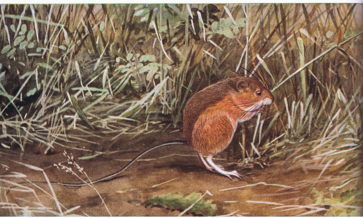Meadow Jumping Mouse, apró egér, de akár nyolc láb hosszút is ugorhat alkotó: Louis Agassiz Fuertes