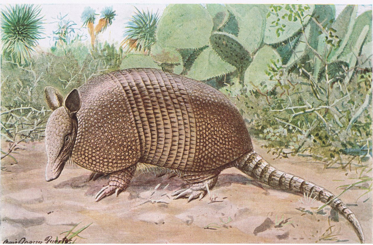 Nine Banded Armadillo, a nevét a középső lapok átfedő lemezeiről kapta alkotó: Louis Agassiz Fuertes